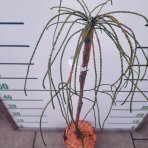 Tuja riasnatá (Thuja plicata) ´WHIPCORD´ - výška 85-100 cm, kont. C5L  - NA KMIENKU